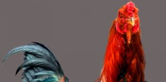 Triển lãm ảnh chuyên đề “CON GÀ TRONG ĐỜI SỐNG CÁC DÂN TỘC VIỆT NAM” Phục vụ tết Đinh Dậu, tại Bảo tàng Văn hóa các dân tộc Việt Nam năm 2017