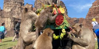 Độc đáo Lễ hội Khỉ của Thái Lan