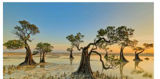 Bí ẩn về rừng cây “nhảy múa” khi hoàng hôn buông xuống